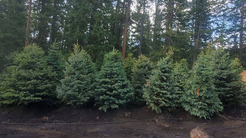 tree planting company in Summit County Colorado