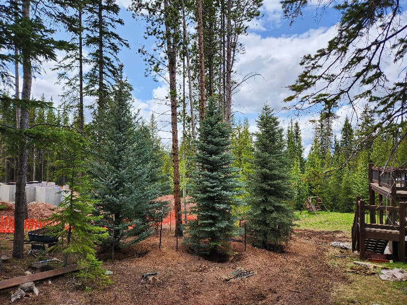 Tree service in Summit County Colorado
